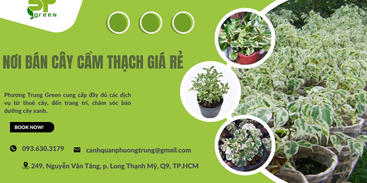 Phương Trung Green bán cây Cẩm Thạch giá rẻ