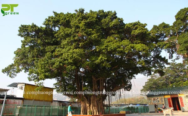 Cây Bồ đề còn được trồng tạo thành cây cảnh bonsai