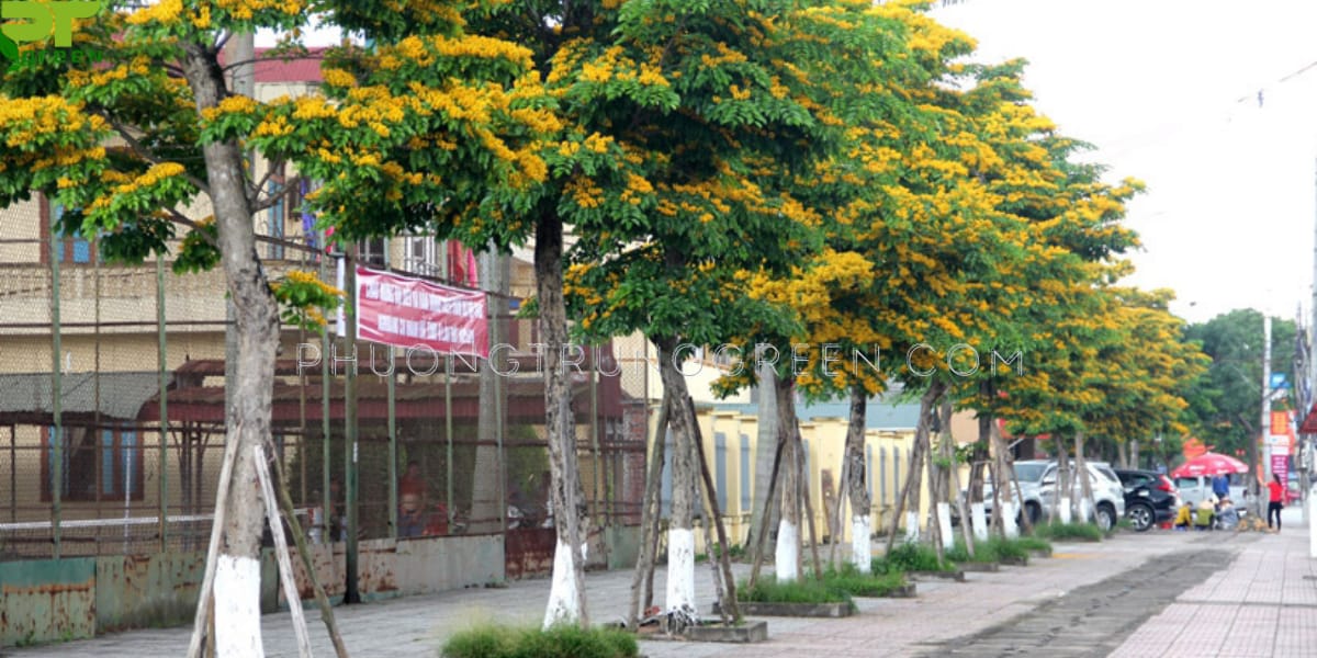 Trồng cây giáng hương trên vỉa hè, đường phố tạo bóng mát