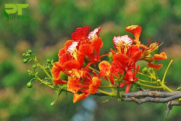 Hoa cây phượng vĩ màu đỏ cam