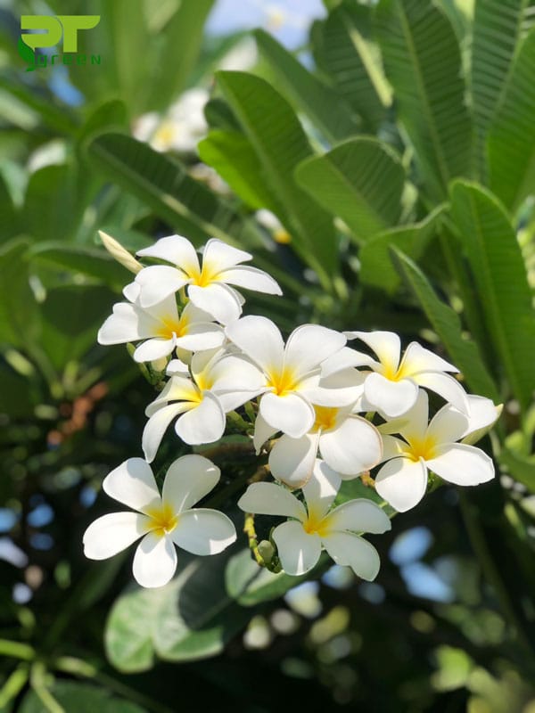 Cây sứ đại được yêu thích bởi hoa đẹp, màu trắng tinh khiết