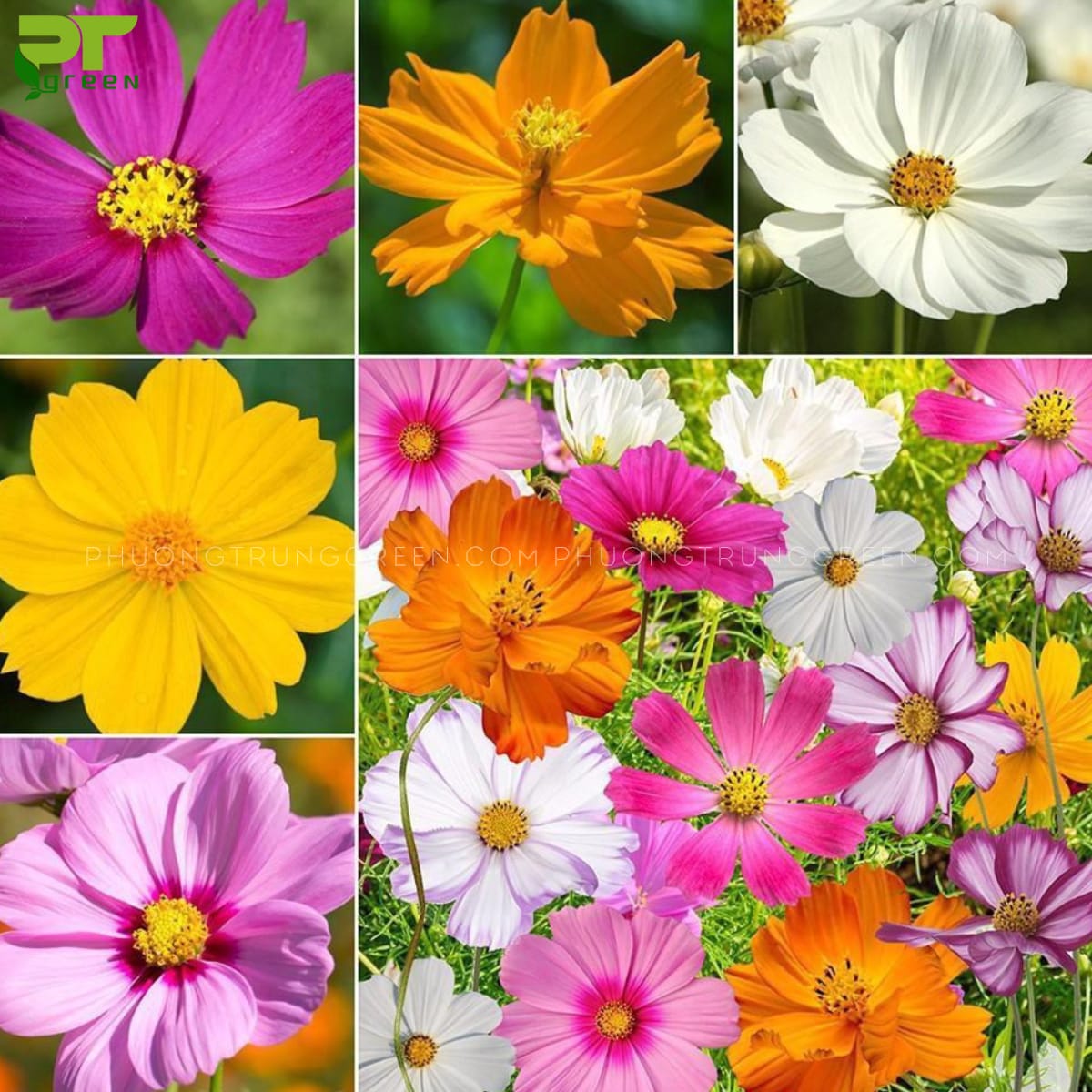Hoa sao nhái có màu sắc đa dạng