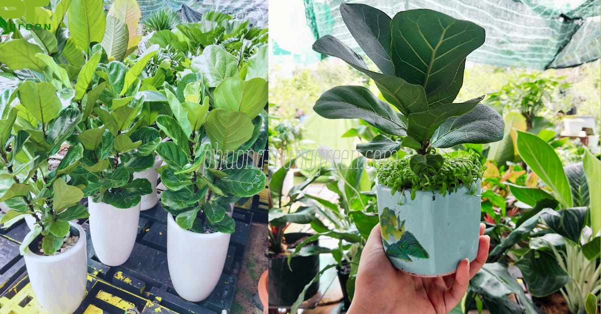 Cây bàng Singapore tại vườn Phương Trung Green