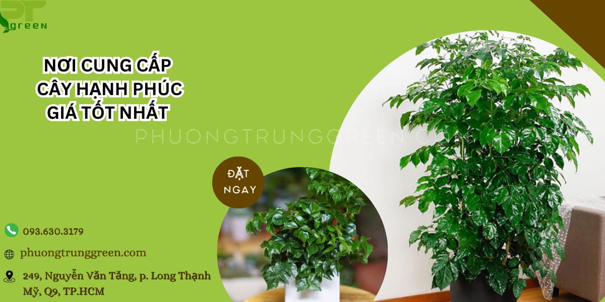 Phương Trung Green cung cấp cây hạnh phúc giá tốt nhất tại TP.HCM