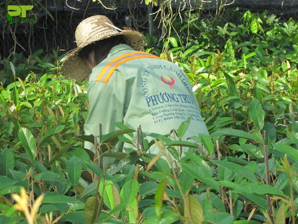 Dịch vụ bảo dưỡng cây xanh Phú Quốc