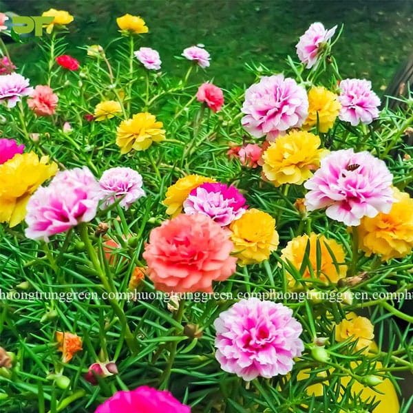 Các loại hoa trồng sân vườn đẹp - Phương Trung Green