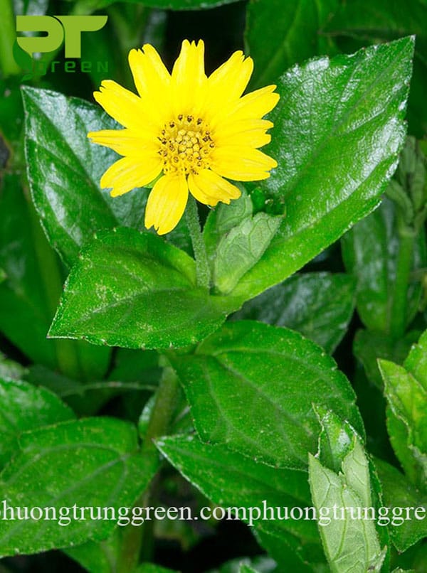 Cỏ xuyến chi giá rẻ Phương Trung Green