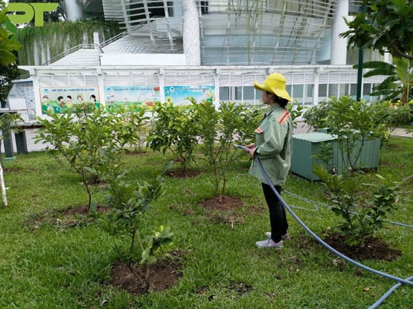 Dịch vụ cây xanh uy tín tại Phú Quốc
