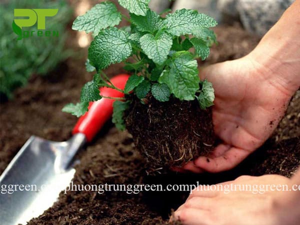 Cung cấp đất sạch trồng cây Phương Trung Green