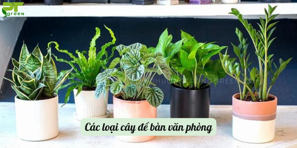 Các loại cây để bàn văn phòng