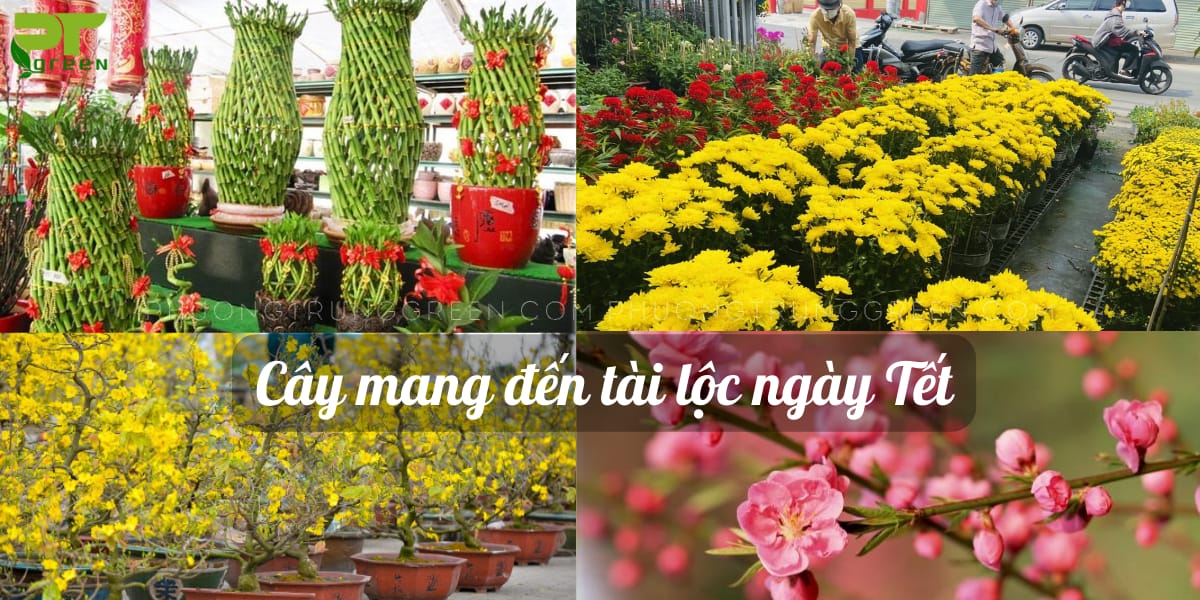 Top những cây trồng ngày tết đem 