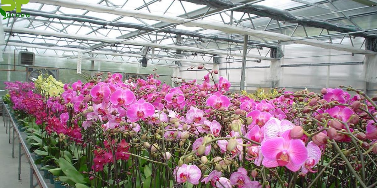 Cách trồng và chăm sóc hoa Phong Lan