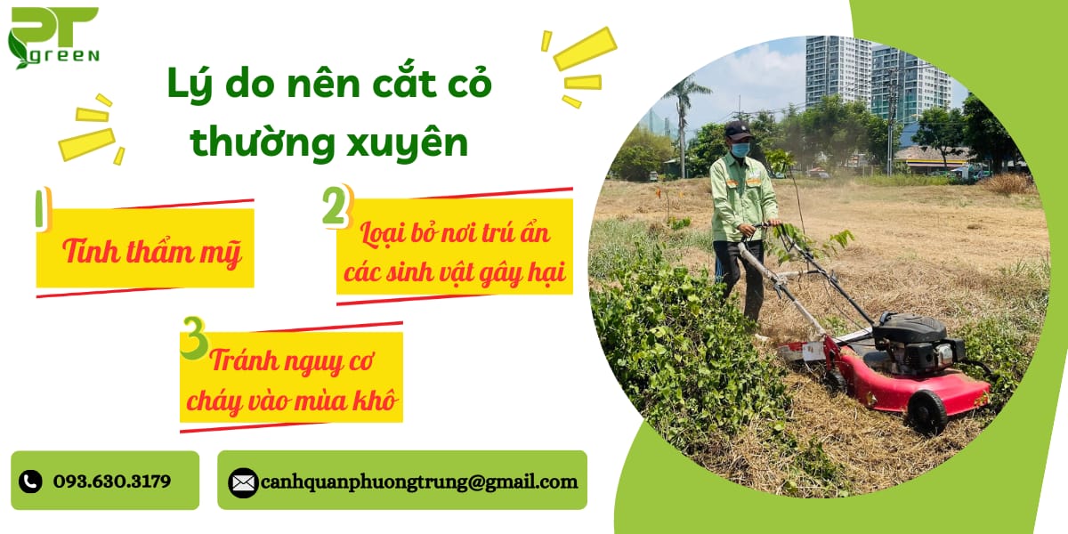 Lý do nên cắt cỏ thường xuyên