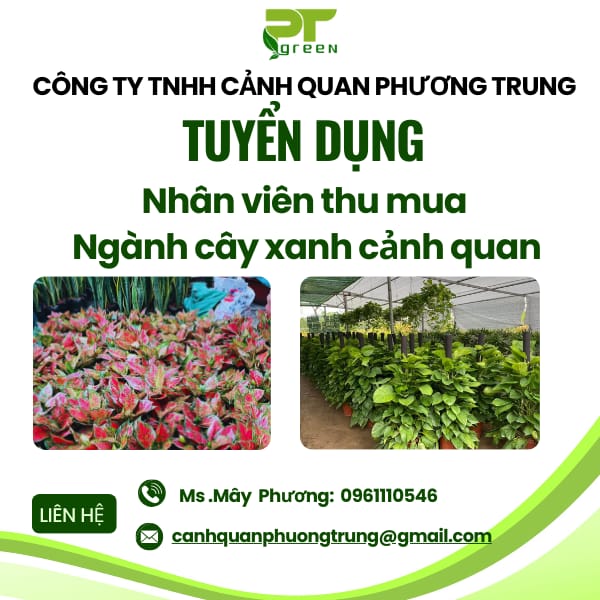 Tuyển dụng nhân viên thu mua