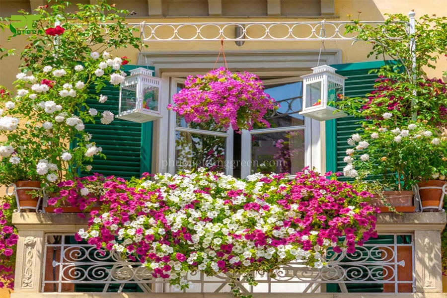 Với sự đa dạng về màu sắc và hương thơm, hoa ban công chịu nắng tốt sẽ tạo nên một không gian sống đầy sắc màu cho bạn. Vào năm 2024 này, chúng tôi cập nhật danh sách các loại hoa ban công mới nhất và đẹp nhất để giúp bạn tìm kiếm nguồn cảm hứng cho không gian sống của mình.