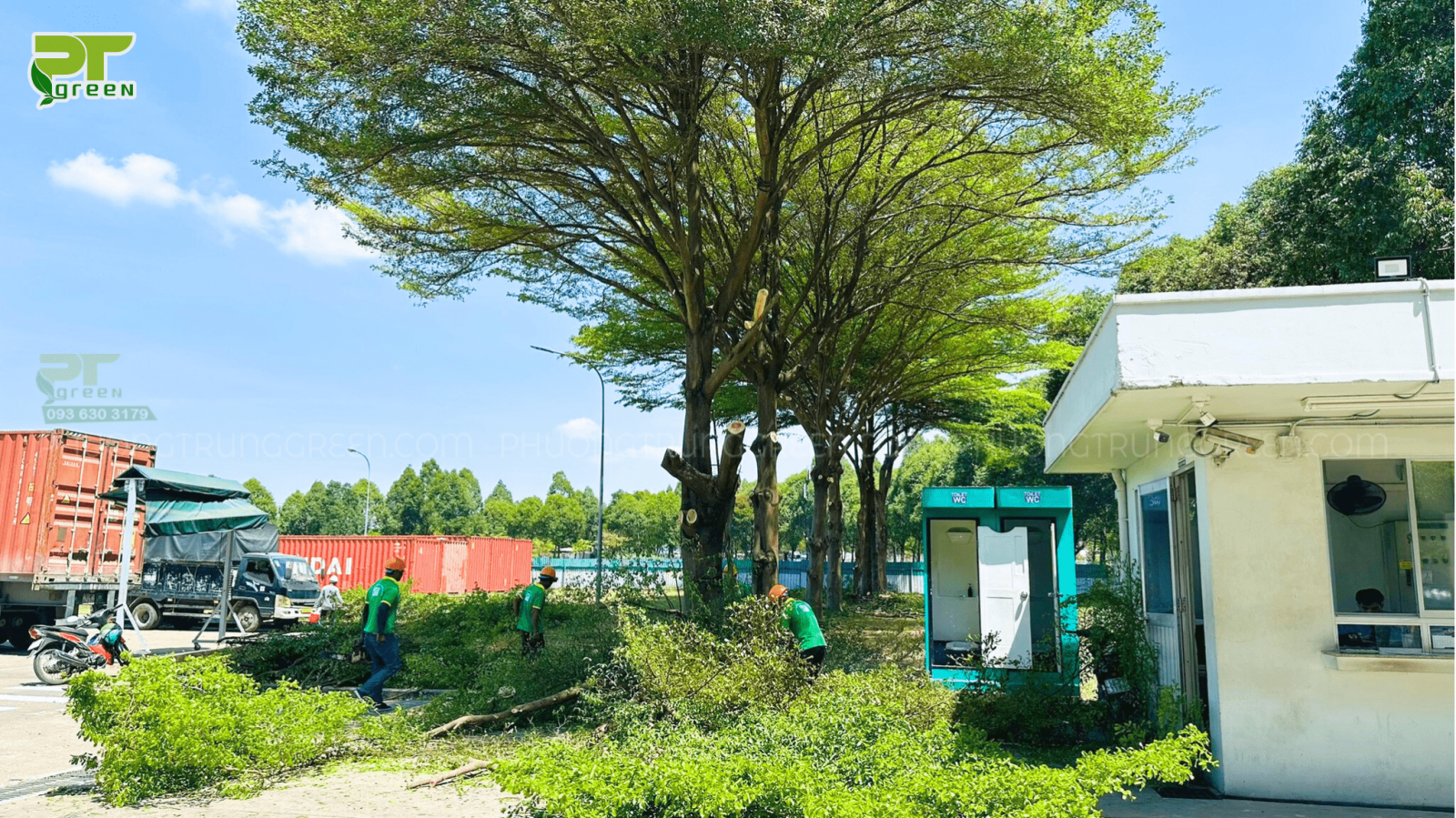 Qúa trình cắt tỉa cây