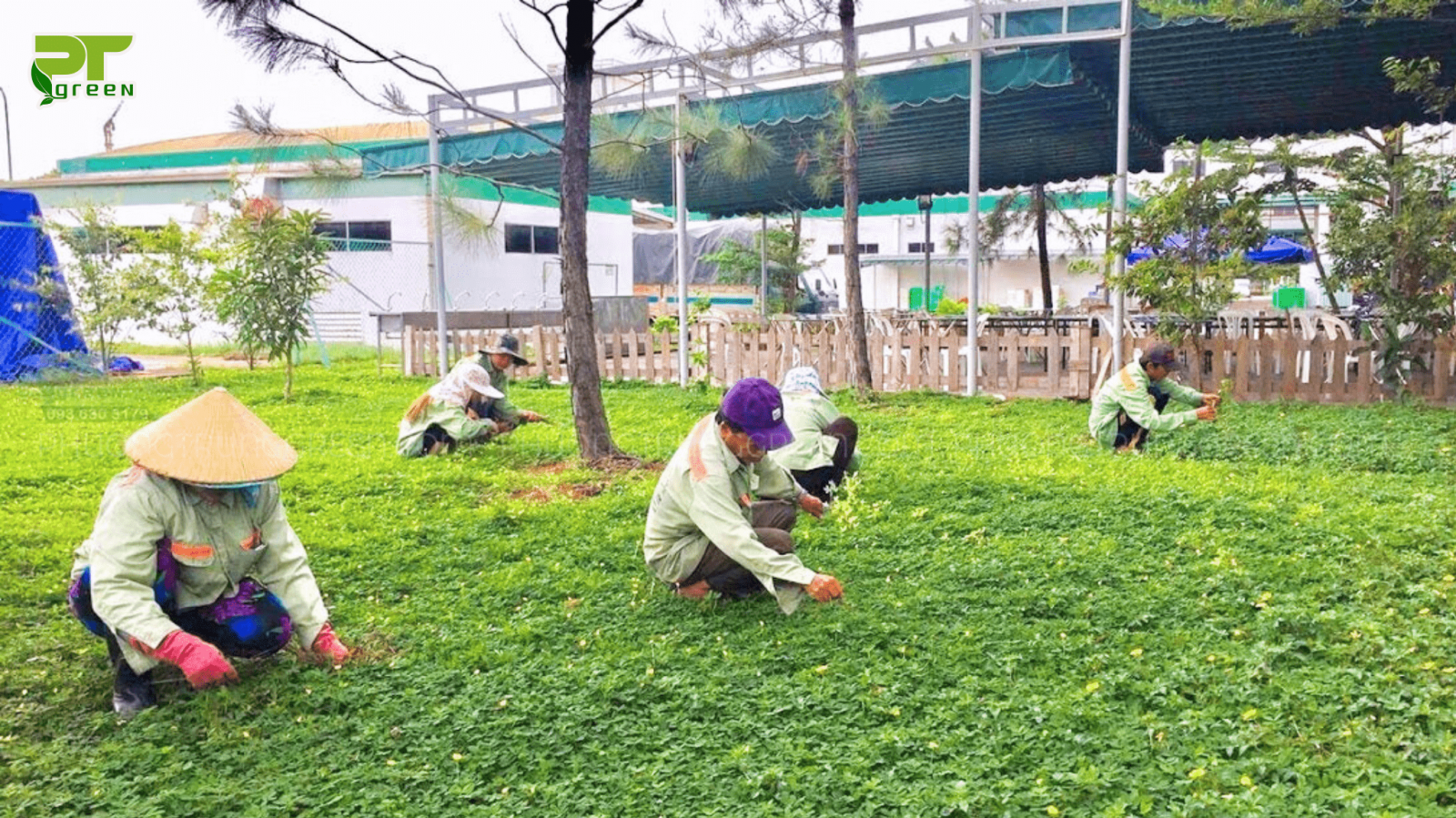 Dọn cỏ hư, trồng cỏ mới
