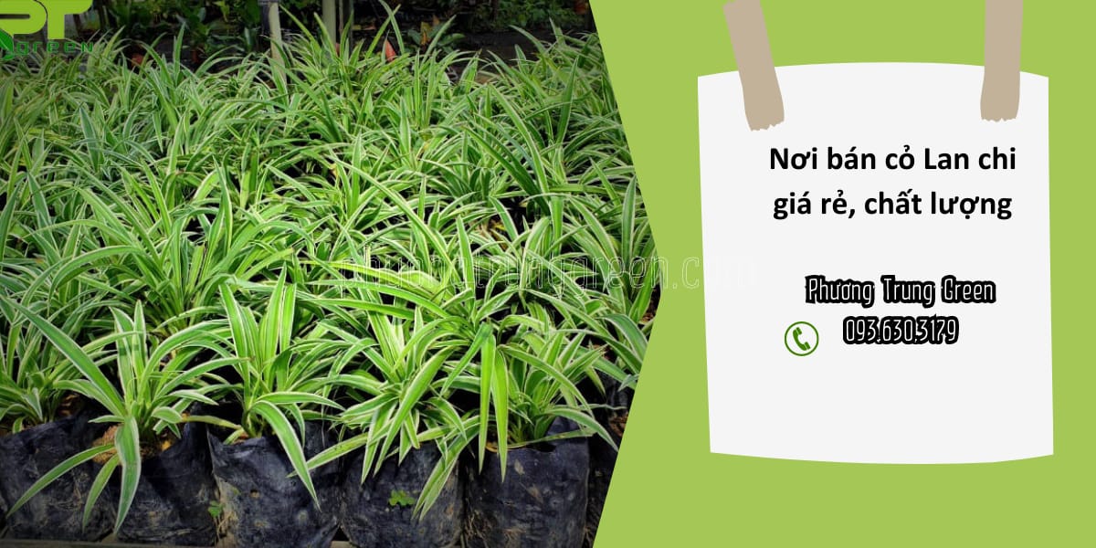 Phương Trung Green cung cấp cỏ Lan chi giá rẻ tại TP.HCM