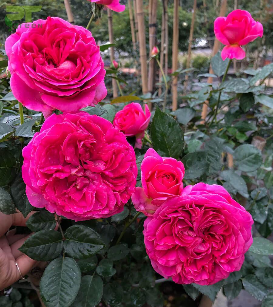Hoa hồng Bernadette Lafont