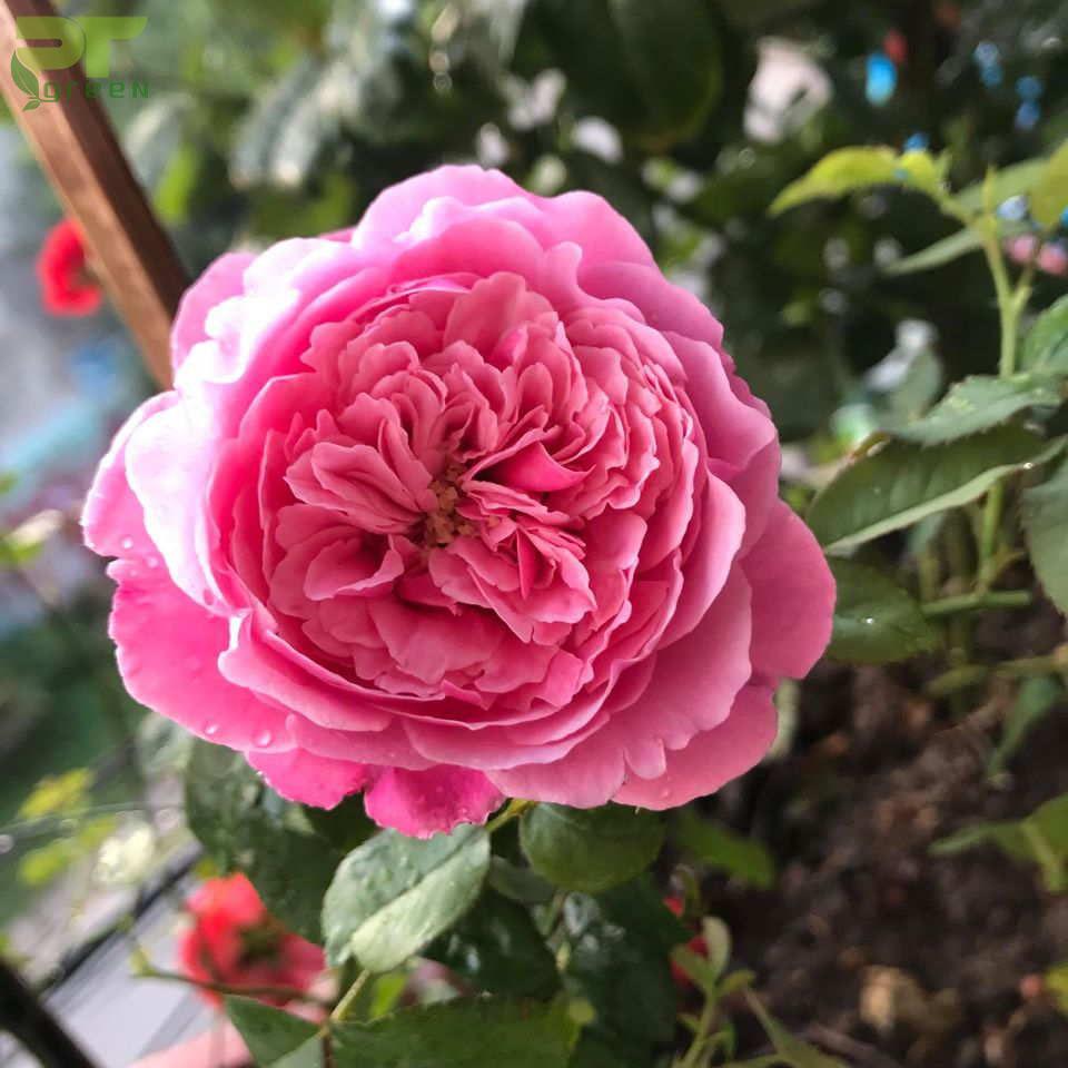 Hoa hồng Souer