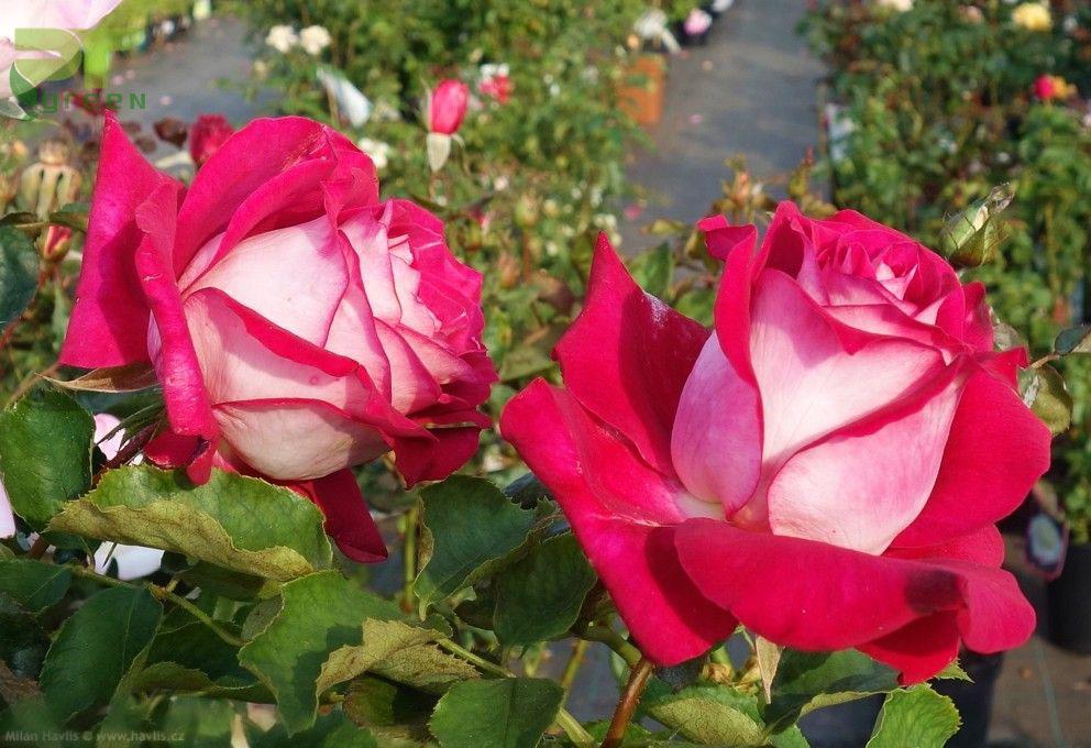 Hoa hồng Monica Bellucci