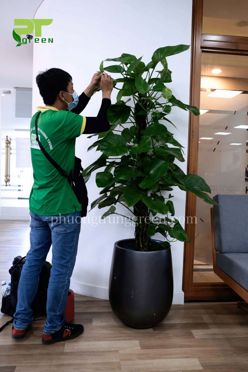 PTGreen bảo dưỡng cây trầu bà cột cho văn phòng Vietinbank