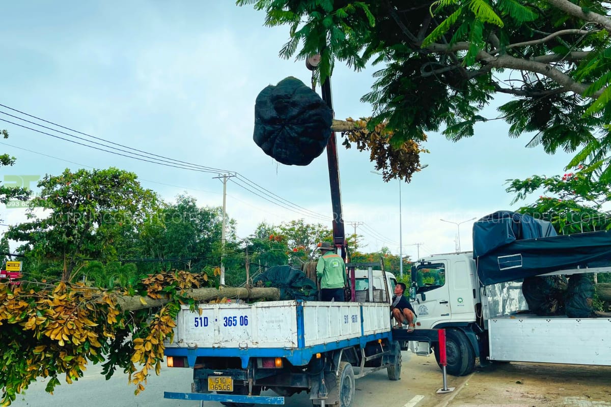 Cây ăn trái được vận chuyển bằng xe cẩu chuyên nghiệp