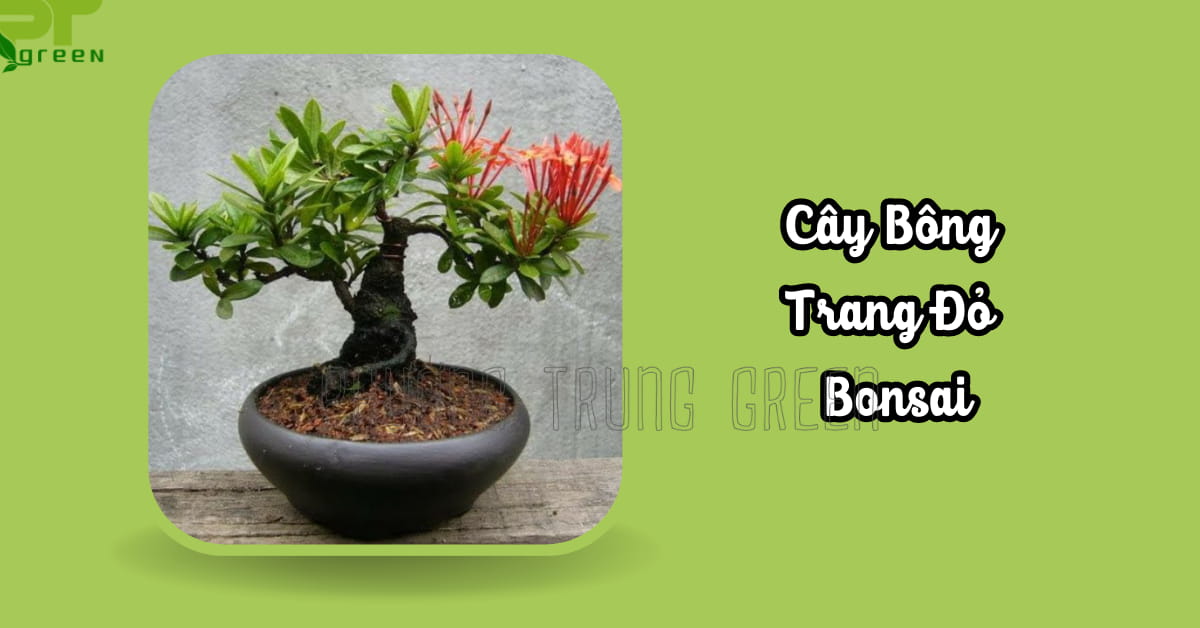 Cây bông trang đỏ bonsai