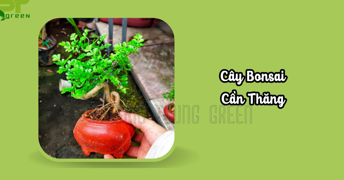 Cây bonsai cần thăng