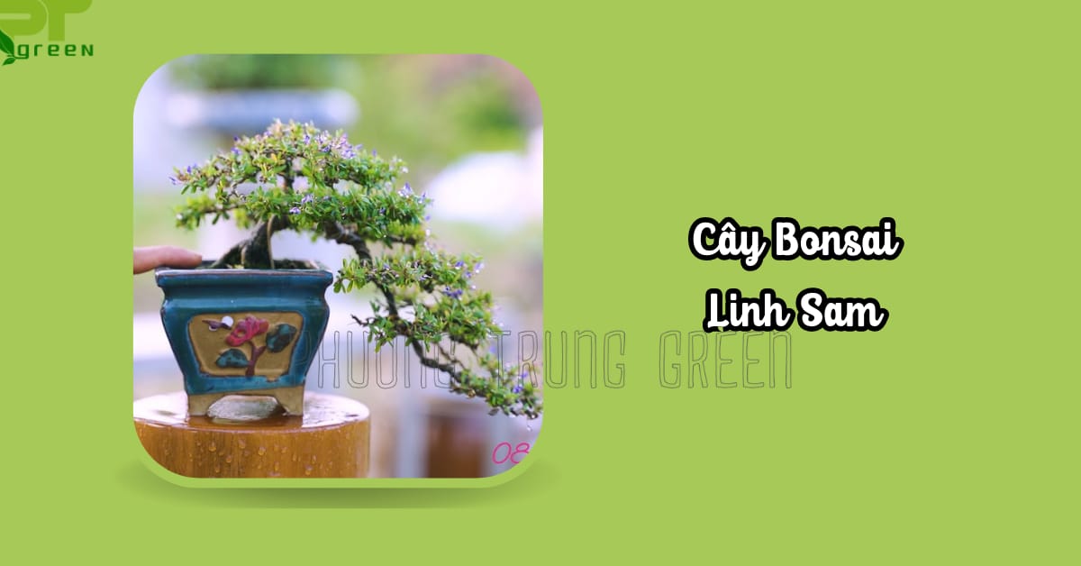 Cây bonsai Linh sam