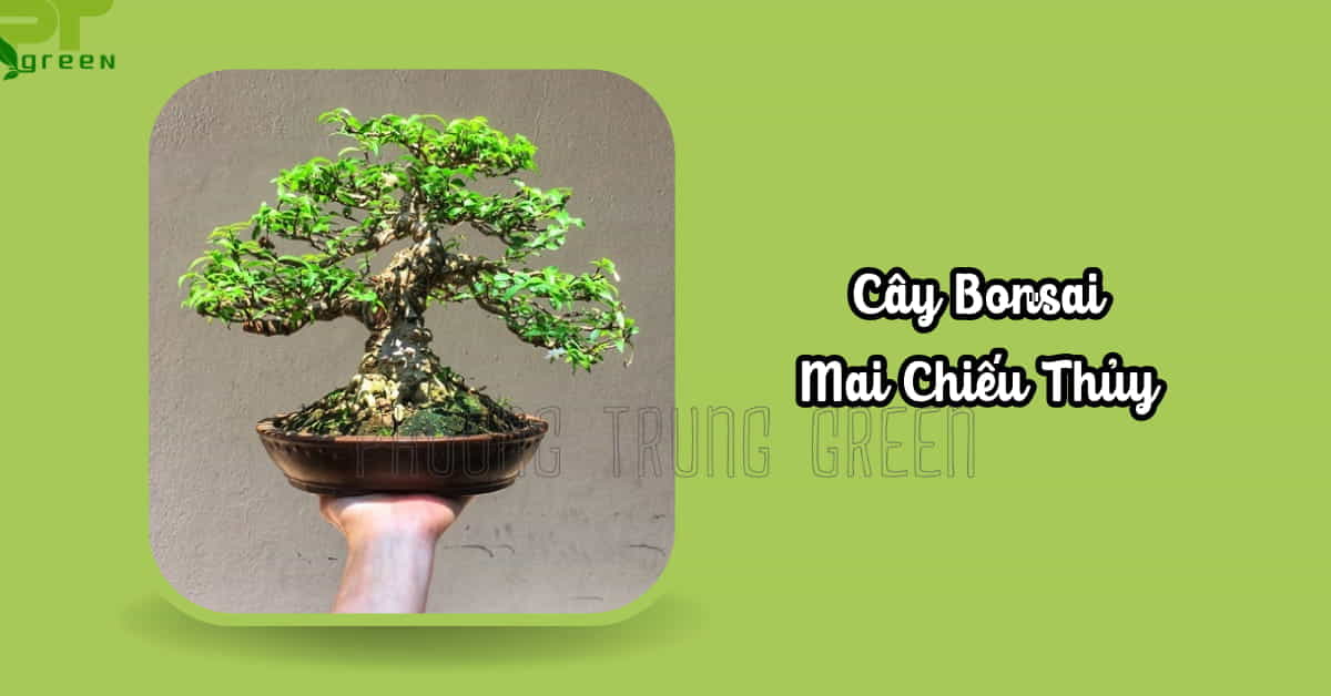 Mai chiếu thủy bonsai