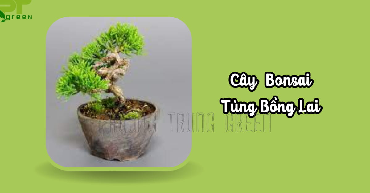 Cây bonsai tùng bồng lai