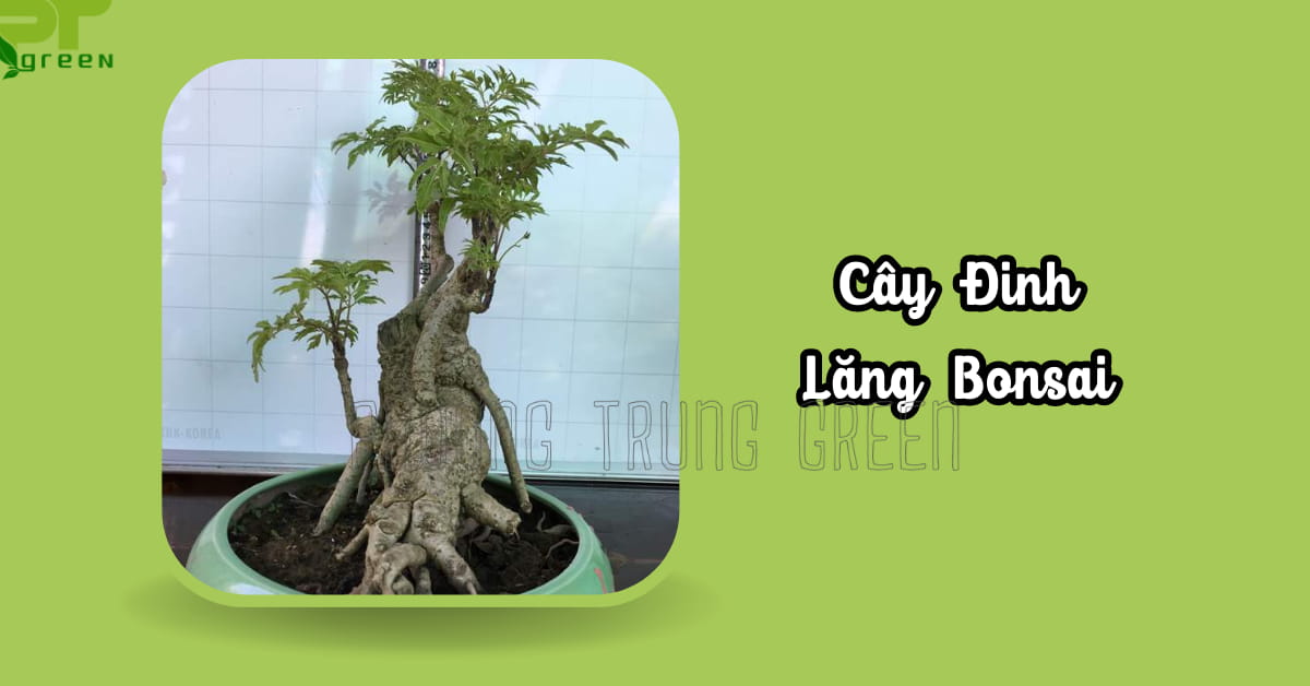 Cây Đinh lăng bonsai