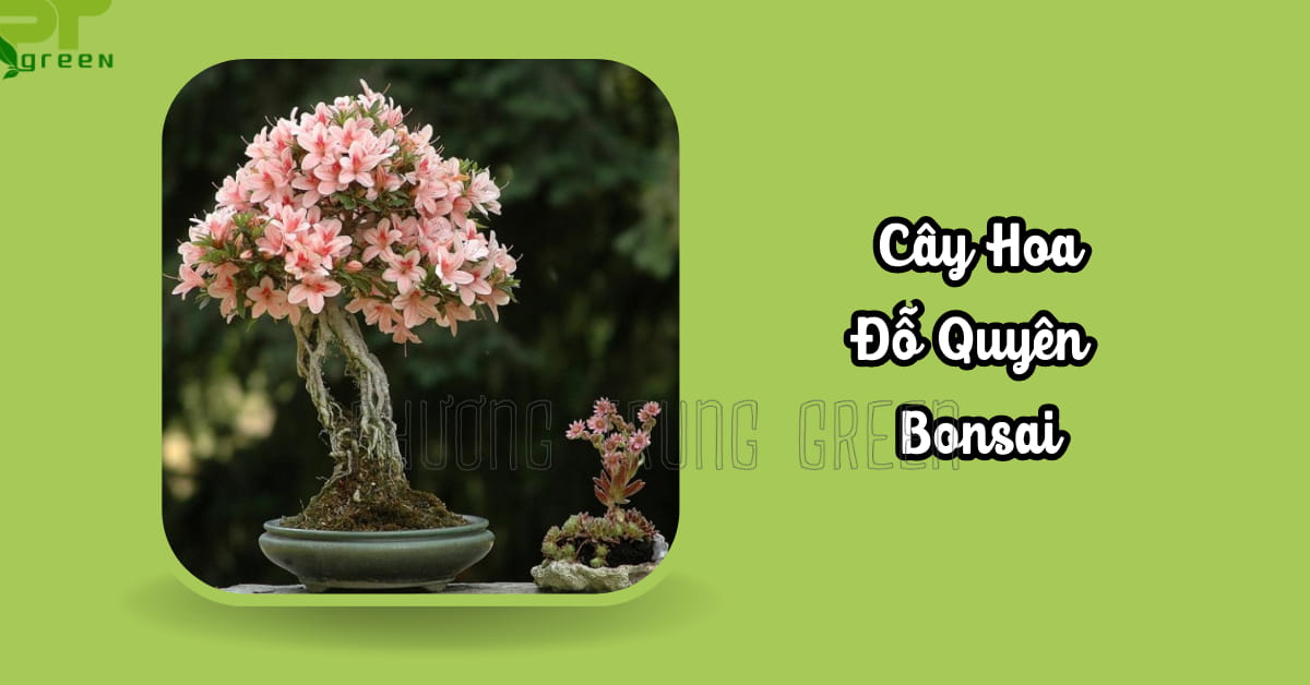 Cây hoa đỗ quyên bonsai