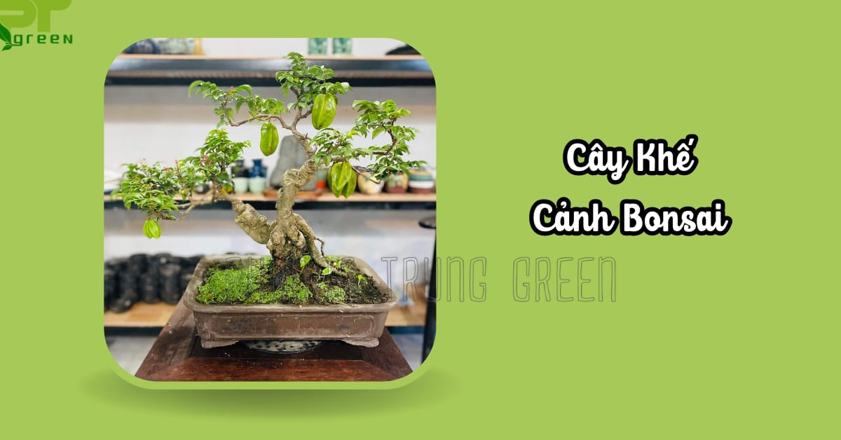 Cây Khế cảnh bonsai