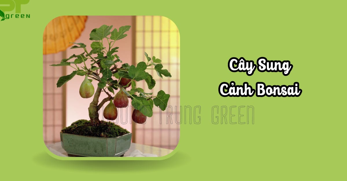 Cây sung cảnh bonsai