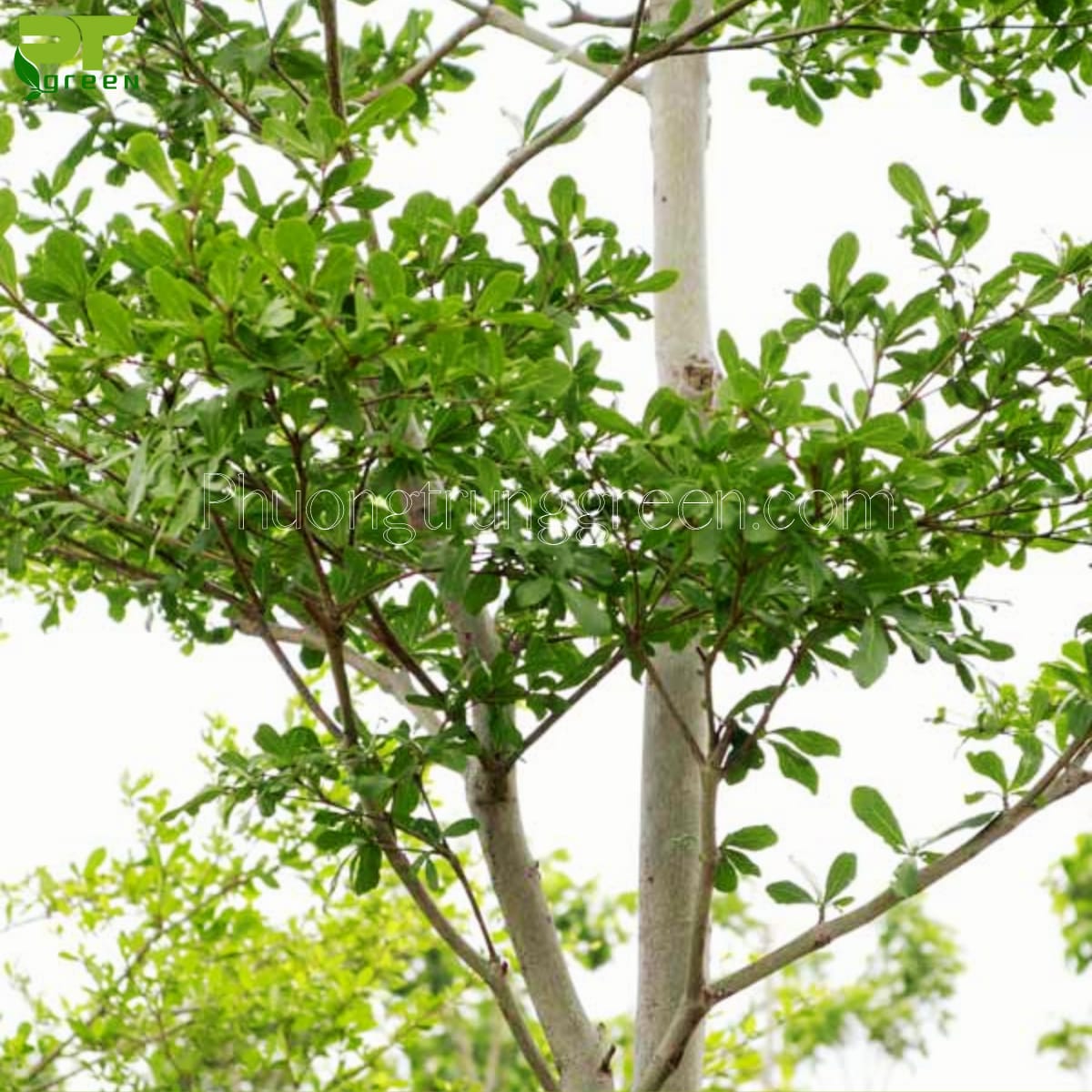 Thân cây bàng Đài Loan