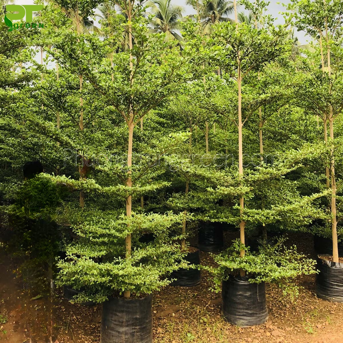 PT Green bán cây bàng Đài Loan giá tốt