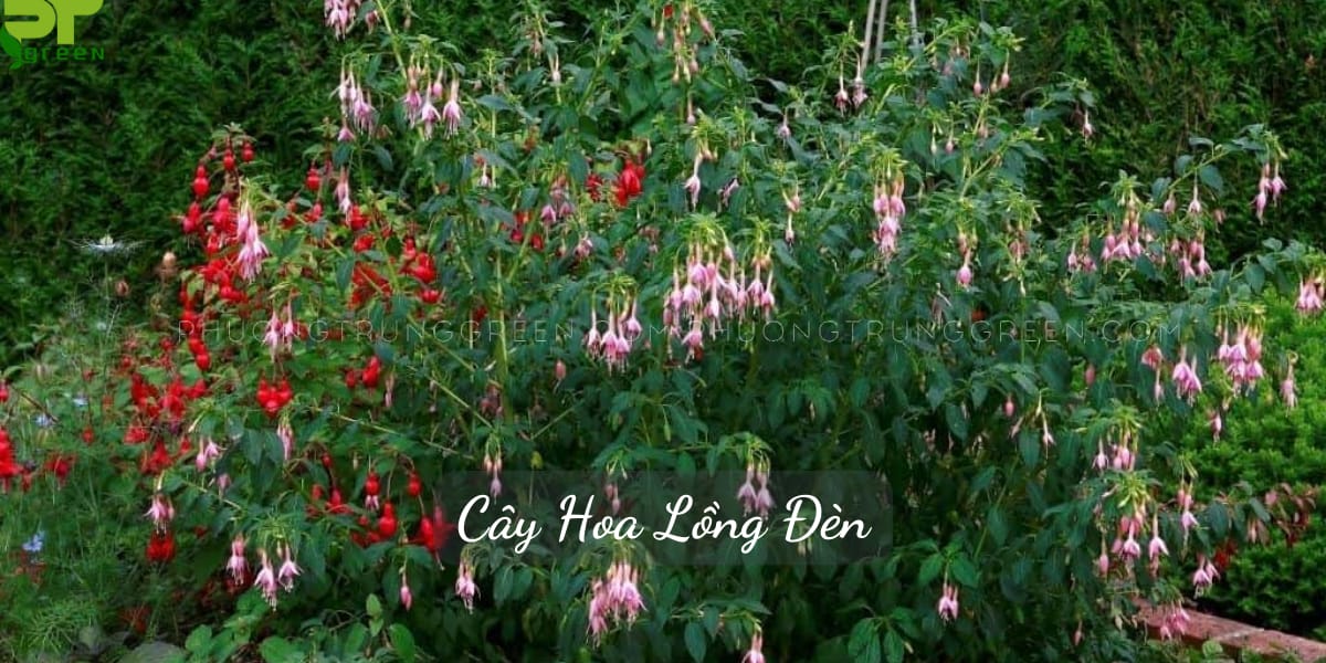 Cây hoa lồng đèn