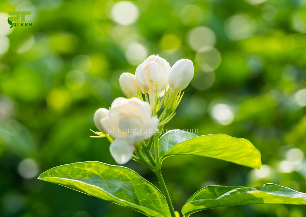 Hoa nhài được yêu thích trồng ở ban công nhờ mùi thơm dịu nhẹ