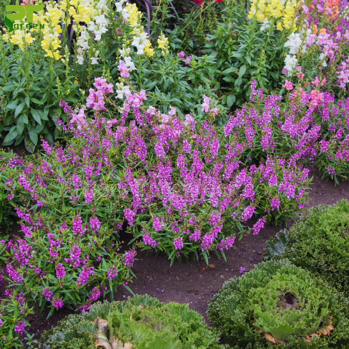 Cây hoa ngọc hân tạo màu sắc tươi mới cho vườn nhà bạn