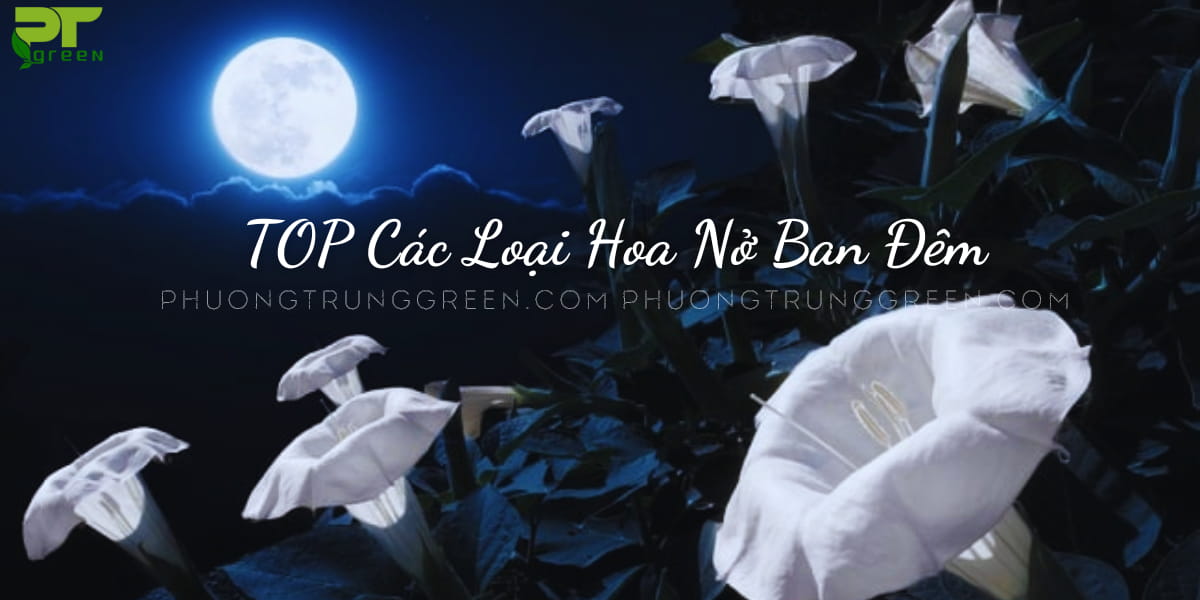 Hoa nở ban đêm