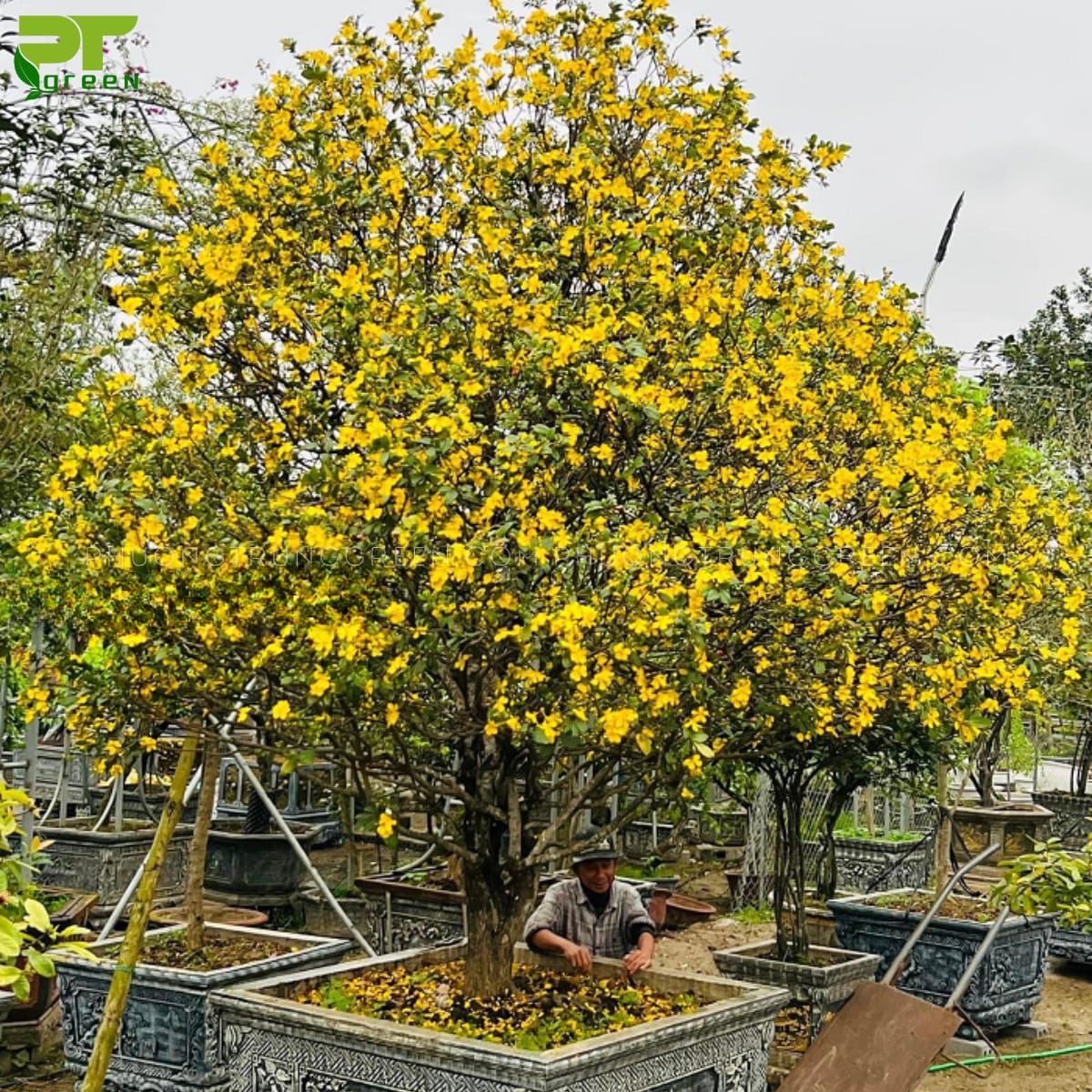 Mai tứ quý