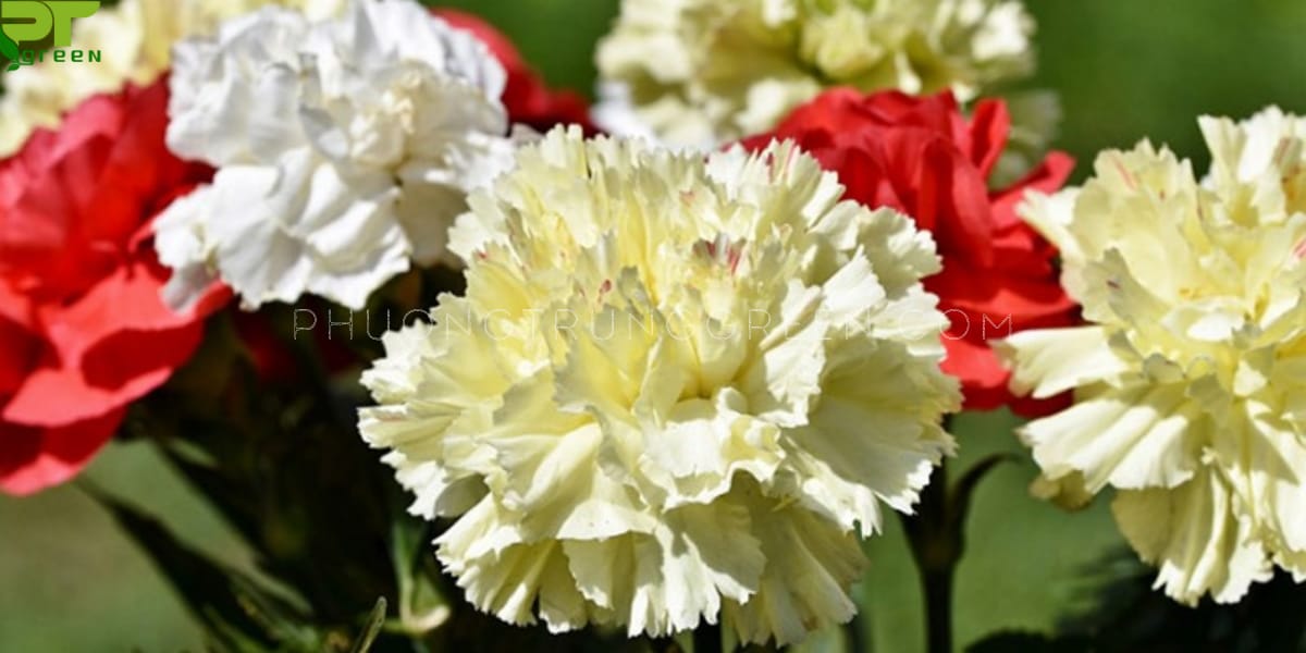 Phòng trừ sâu bệnh cho cây hoa cẩm chướng