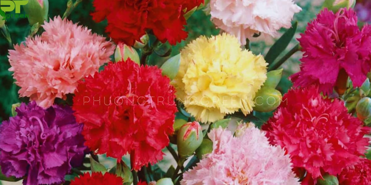 Thông tin - Đặc điểm cây hoa cẩm chướng