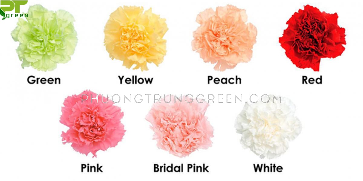 Ý nghĩa hoa cẩm chướng qua từng màu sắc