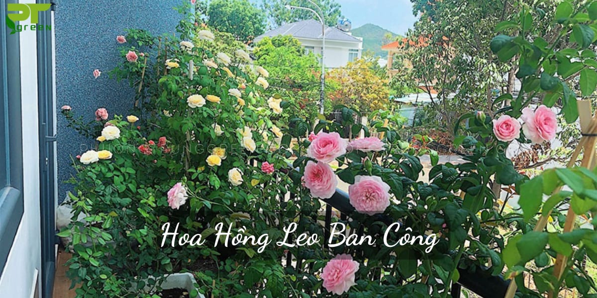 Hoa hồng leo ban công