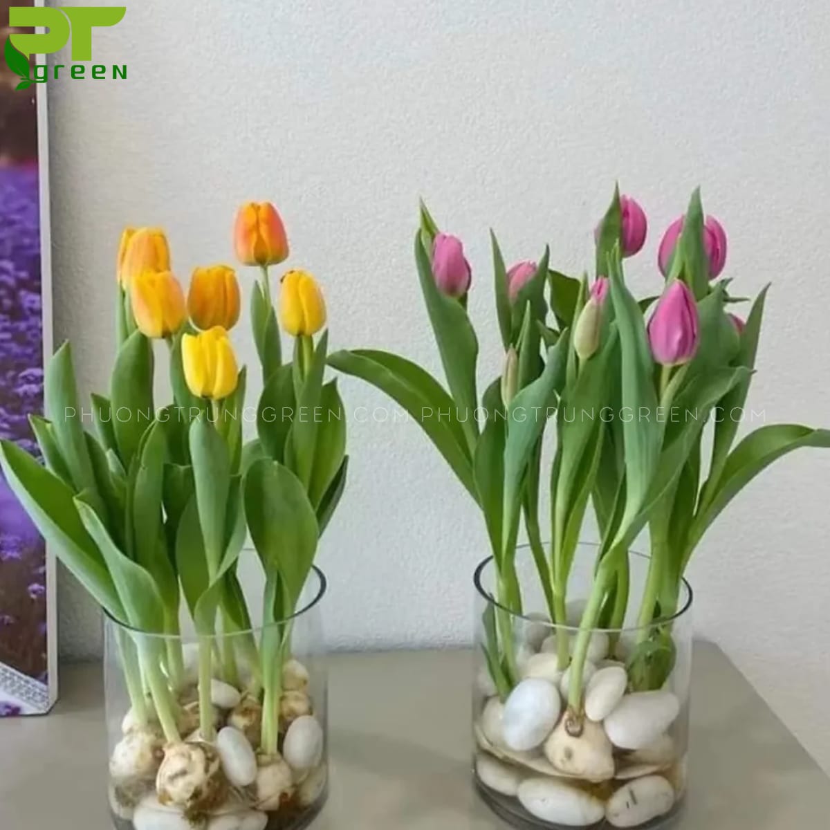 Cách trồng hoa Tulip thủy sinh