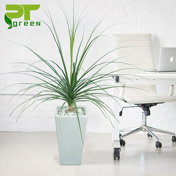 thiết kế cây xanh trong văn phòng