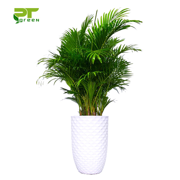 Cây Cau Nhật, Ý Nghĩa, Bảng giá Cây Cau Nhật